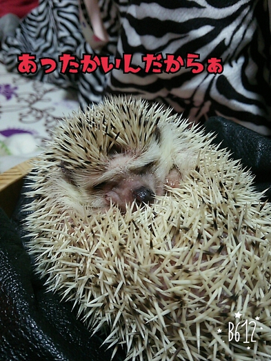今日のはなちゃん 今日のはなちゃん