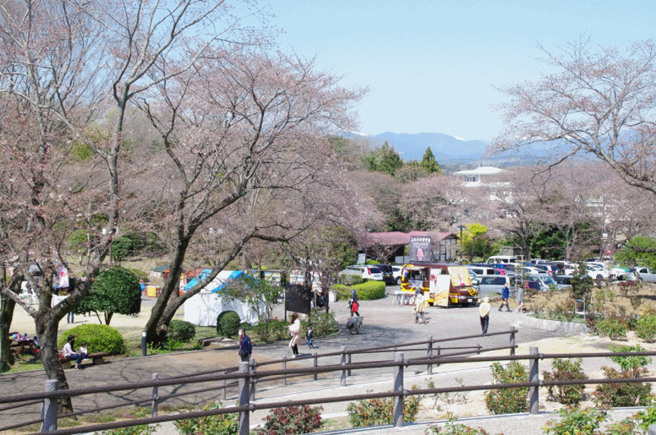 岩本山の:桜の見頃はまだの様だ! 岩本山の:桜の見頃はまだの様だ!