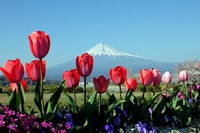 小春日和:かりがね堤で富士山を! 小春日和:かりがね堤で富士山を!