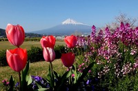 小春日和:かりがね堤で富士山を! 小春日和:かりがね堤で富士山を!