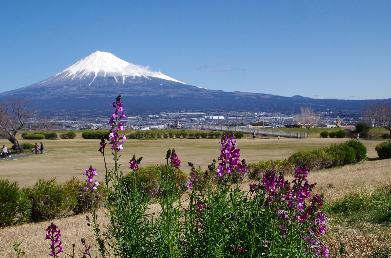 小春日和:かりがね堤で富士山を! 小春日和:かりがね堤で富士山を!
