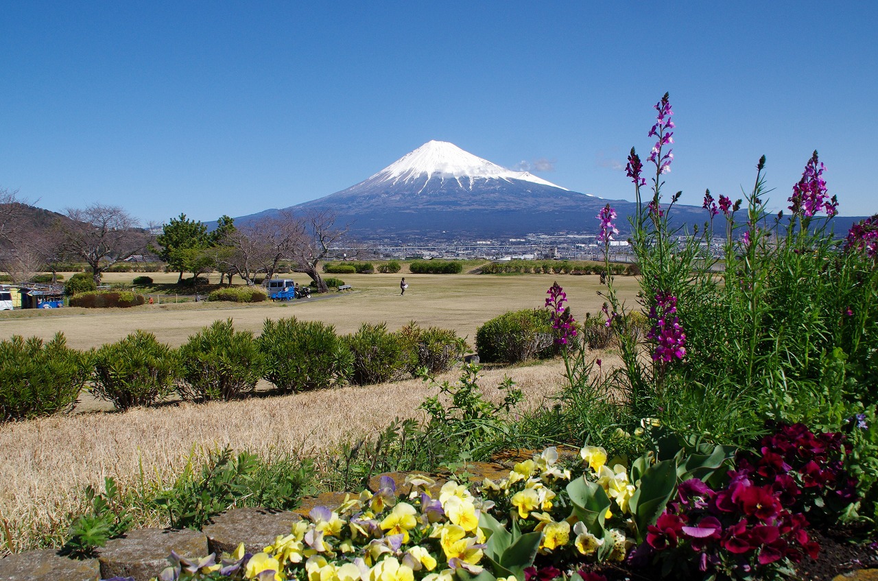小春日和:かりがね堤で富士山を! 小春日和:かりがね堤で富士山を!