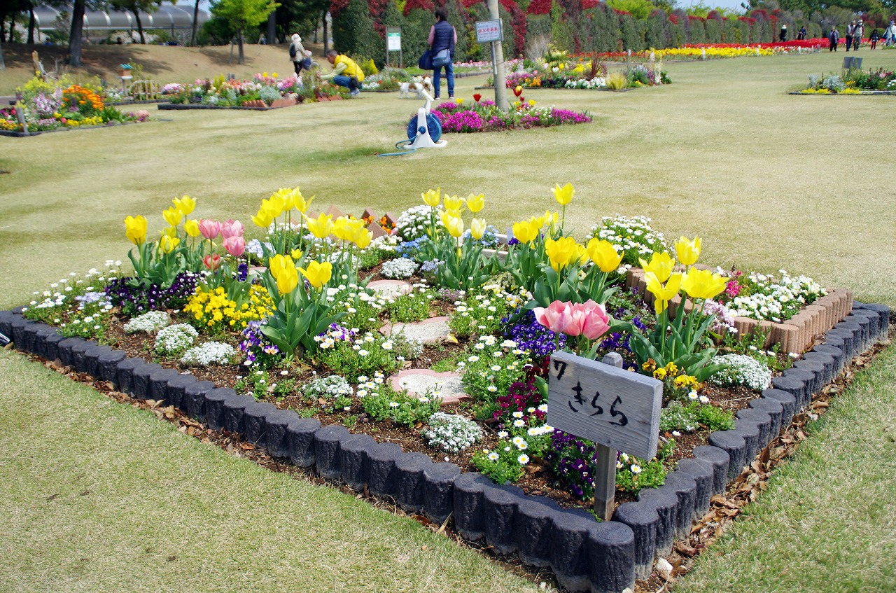 チューリップに会いに県立吉田公園 チューリップに会いに県立吉田公園