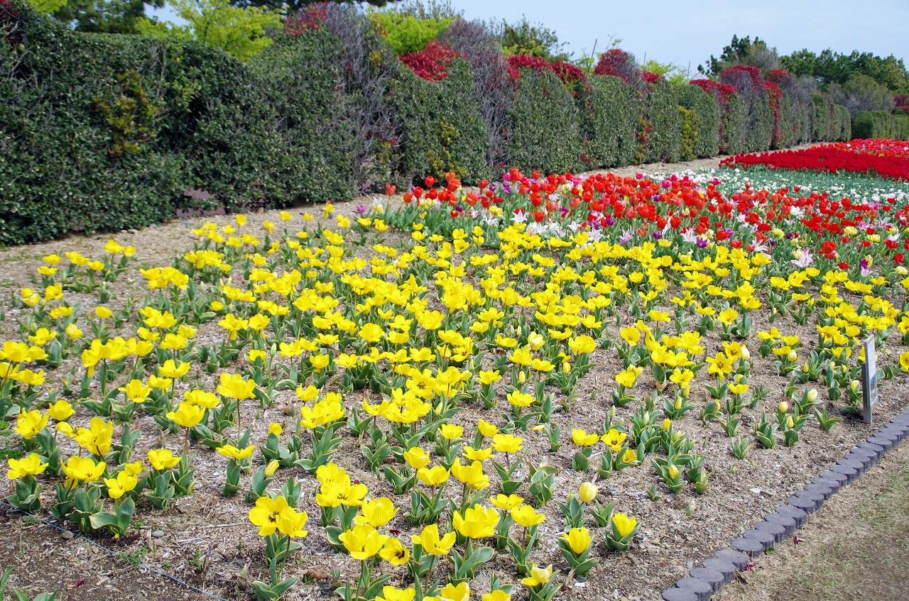 チューリップに会いに県立吉田公園 チューリップに会いに県立吉田公園