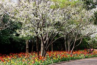 チューリップに会いに県立吉田公園 チューリップに会いに県立吉田公園