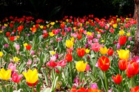 チューリップに会いに県立吉田公園 チューリップに会いに県立吉田公園