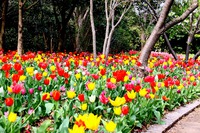 チューリップに会いに県立吉田公園 チューリップに会いに県立吉田公園