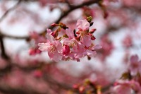 かりがね堤と南松野へ駆込! かりがね堤と南松野へ駆込!