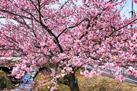 かりがね堤と南松野へ駆込! かりがね堤と南松野へ駆込!
