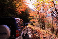 紅葉散策は何時ものルートにて?