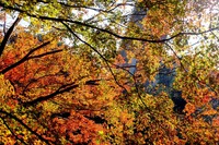 紅葉..ご近所で拾い撮りなど! 紅葉..ご近所で拾い撮りなど!