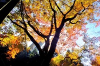 紅葉..ご近所で拾い撮りなど! 紅葉..ご近所で拾い撮りなど!