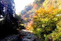 紅葉..ご近所で拾い撮りなど! 紅葉..ご近所で拾い撮りなど!