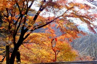 紅葉..ご近所で拾い撮りなど! 紅葉..ご近所で拾い撮りなど!