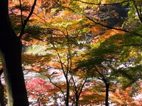 紅葉散策推奨版:4(香嵐渓編) 紅葉散策推奨版:4(香嵐渓編)