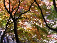 紅葉散策推奨版:4(香嵐渓編) 紅葉散策推奨版:4(香嵐渓編)