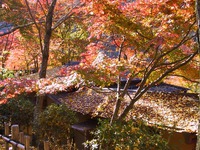 紅葉散策推奨版:4(香嵐渓編) 紅葉散策推奨版:4(香嵐渓編)