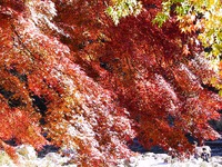 紅葉散策推奨版:4(香嵐渓編) 紅葉散策推奨版:4(香嵐渓編)