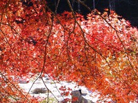 紅葉散策推奨版:4(香嵐渓編) 紅葉散策推奨版:4(香嵐渓編)