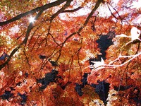 紅葉散策推奨版:4(香嵐渓編) 紅葉散策推奨版:4(香嵐渓編)