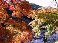紅葉散策推奨版:4(香嵐渓編) 紅葉散策推奨版:4(香嵐渓編)