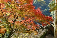紅葉散策推奨版:4(香嵐渓編) 紅葉散策推奨版:4(香嵐渓編)
