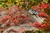 紅葉散策推奨版:4(香嵐渓編) 紅葉散策推奨版:4(香嵐渓編)