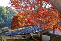 紅葉散策推奨版:4(香嵐渓編) 紅葉散策推奨版:4(香嵐渓編)