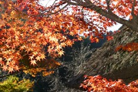 紅葉散策推奨版:4(香嵐渓編) 紅葉散策推奨版:4(香嵐渓編)
