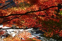 紅葉散策推奨版:4(香嵐渓編) 紅葉散策推奨版:4(香嵐渓編)