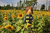 夏の花と云えばこなたが一番! 夏の花と云えばこなたが一番!