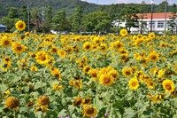 夏の花と云えばこなたが一番! 夏の花と云えばこなたが一番!