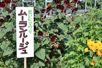 夏の花と云えばこなたが一番! 夏の花と云えばこなたが一番!