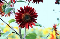 夏の花と云えばこなたが一番! 夏の花と云えばこなたが一番!