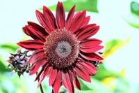 夏の花と云えばこなたが一番! 夏の花と云えばこなたが一番!