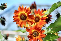 夏の花と云えばこなたが一番! 夏の花と云えばこなたが一番!