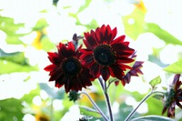 夏の花と云えばこなたが一番! 夏の花と云えばこなたが一番!