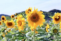 夏の花と云えばこなたが一番! 夏の花と云えばこなたが一番!