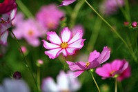 夏の花と云えばこなたが一番! 夏の花と云えばこなたが一番!
