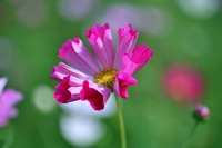 夏の花と云えばこなたが一番! 夏の花と云えばこなたが一番!