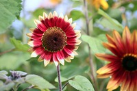 夏の花と云えばこなたが一番! 夏の花と云えばこなたが一番!