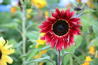 夏の花と云えばこなたが一番! 夏の花と云えばこなたが一番!