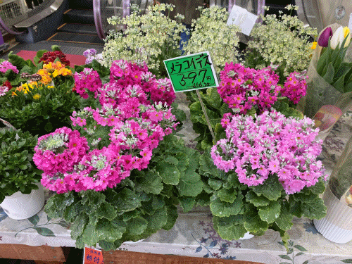 さりげない富士山と化粧桜! さりげない富士山と化粧桜!