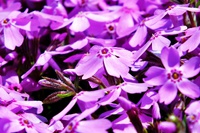 本栖湖リゾートの芝桜が満開 本栖湖リゾートの芝桜が満開