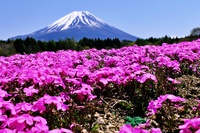 本栖湖リゾートの芝桜が満開 本栖湖リゾートの芝桜が満開