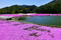 本栖湖リゾートの芝桜が満開 本栖湖リゾートの芝桜が満開