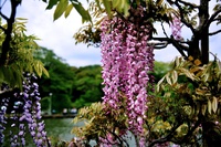 桜の次はこなた達:藤の花! 桜の次はこなた達:藤の花!