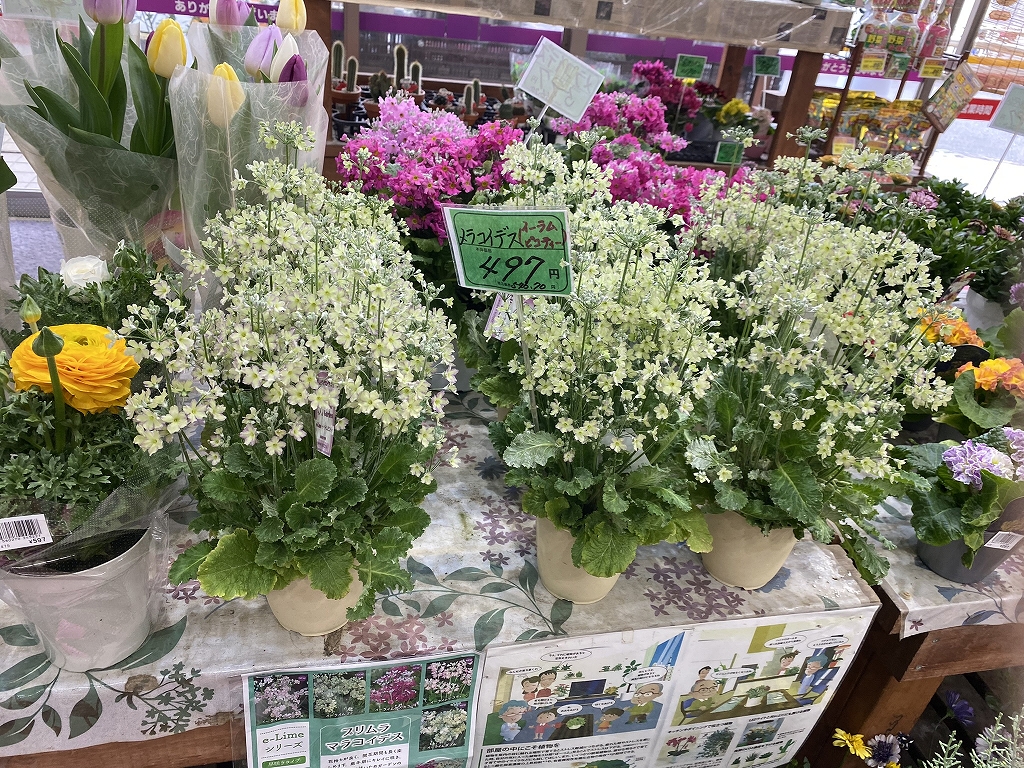 さりげない富士山と化粧桜! さりげない富士山と化粧桜!
