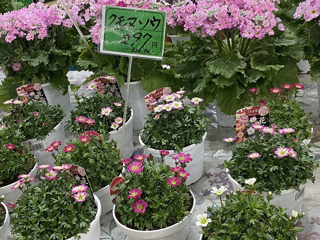 さりげない富士山と化粧桜! さりげない富士山と化粧桜!