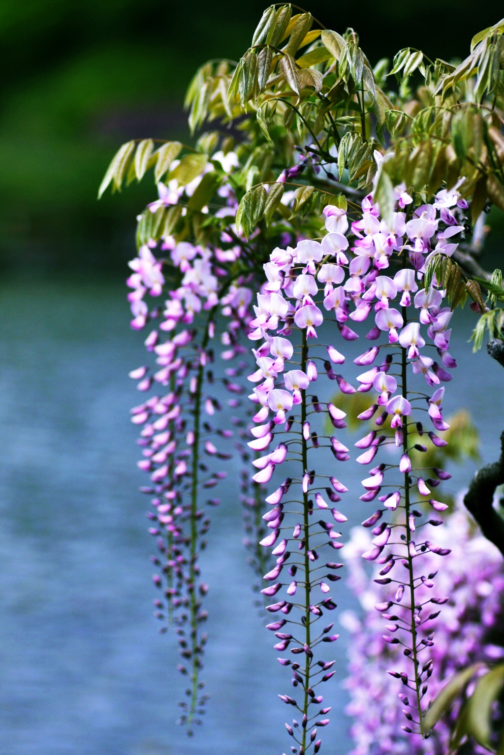 桜の次はこなた達:藤の花! 桜の次はこなた達:藤の花!